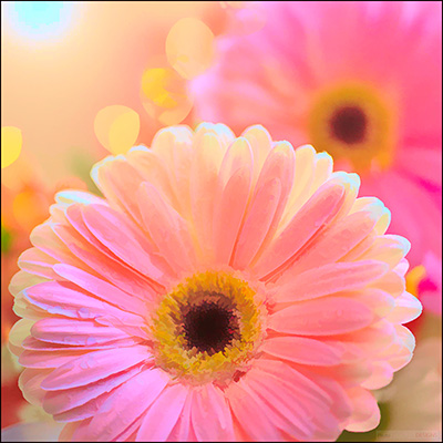 PINK GERBERAS