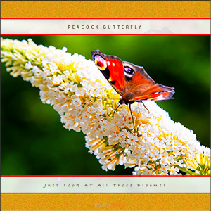 A "Blank" e-Card - THE PEACOCK BUTTERFLY - ALL THOSE BLOOMS!