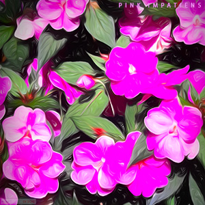 A "Blank" e-Card - PINK IMPATIENS