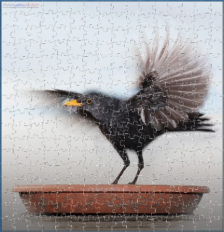 BUY NOW! A BLACKBIRD TAKES FLIGHT - web-playable jigsaw