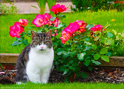 BUY NOW! PUSSY CAT AND ROSES TOO - FINE ART PRINT