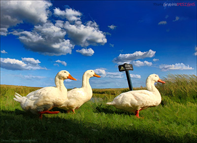 BUY NOW! THE THREE BEAKS - FINE ART PRINT
